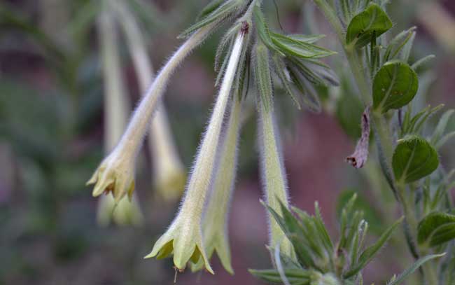 Flowers; Macromeria viridiflora, Giant-trumpets, Southwest Desert Flora Macromeria viridiflora, Giant-trumpets, Southwest Desert Flora